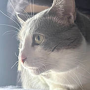 Yoongi is registered to the contest to win money with this photo: cat, feline, whiskers, close_up, profile, portrait, indoor, sunlight, fur, paws, green_eyes, nose, pet, cozy, soft, bedding, side_view, domestic, ear, curiosity