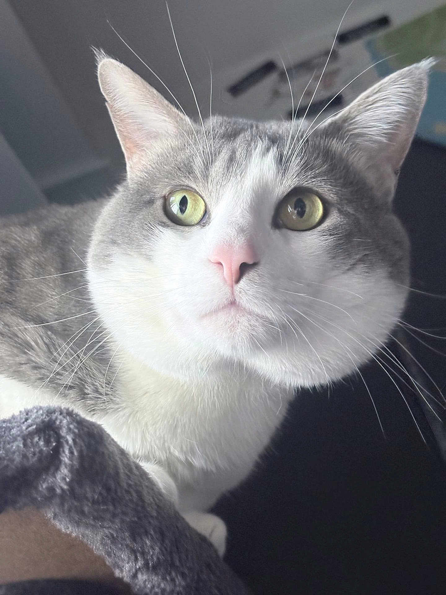 Yoongi is registered to the contest to win money with this photo: cat, close_up, portrait, whiskers, green_eyes, pink_nose, domestic_cat, short_hair, gray_and_white, pet, indoor, curious, feline, ears, fur, muzzle, nose, eyes, high_detail, soft_light