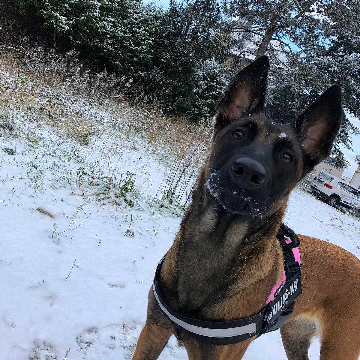 Amné participe au concours pour gagner de l'argent avec cette photo : accessories, animal, boxer, bulldog, canine, dog, germanshepherd, land, nature, outdoors, pet, plant, policedog, puppy, snout, snow, strap, tree, vegetation, woodland