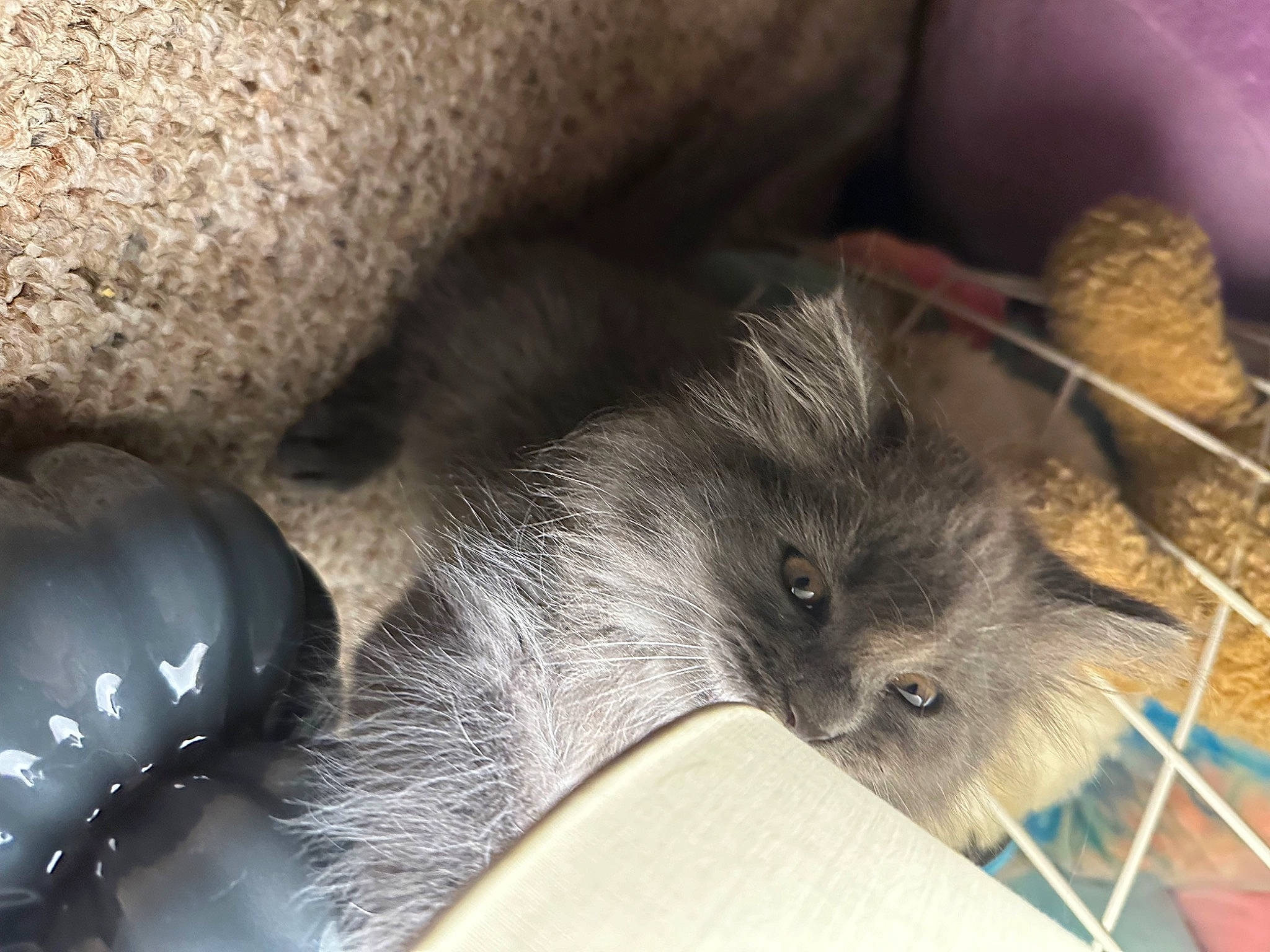 Ember is registered to the contest to win money with this photo: claw, comfort, fawn, felidae, fur, paw, small_to_medium_sized_cats, snout, terrestrial_animal, whiskers