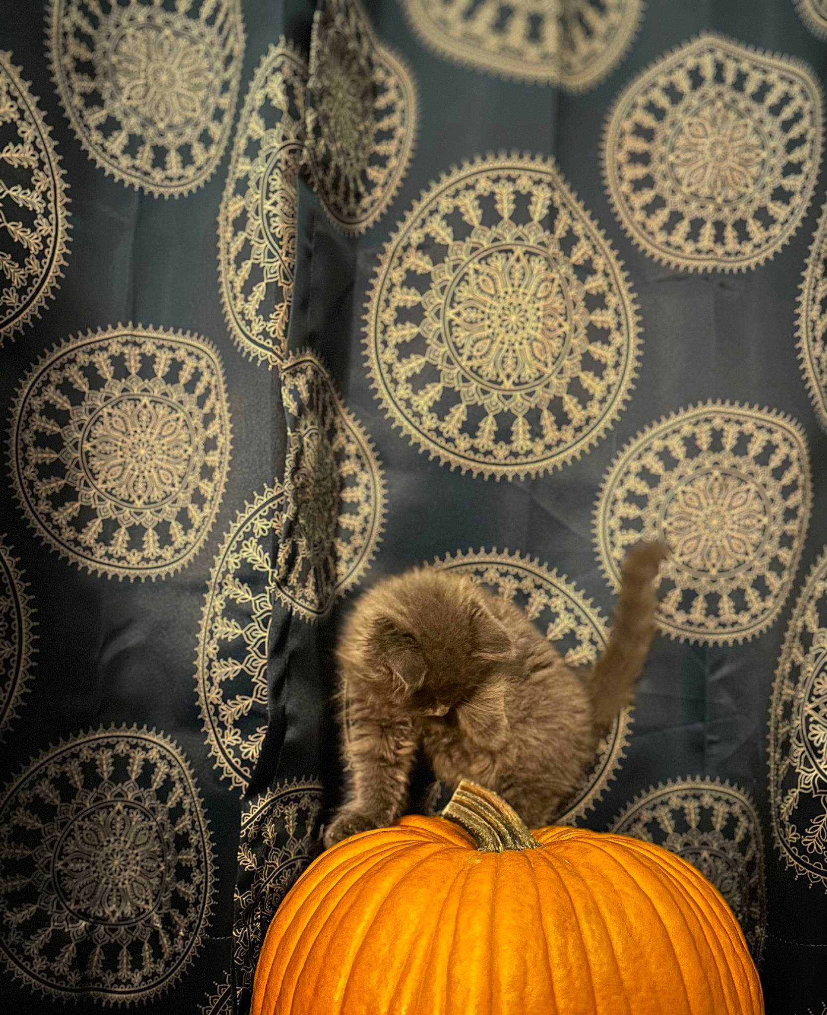 Ember is registered to the contest to win money with this photo: art, calabaza, circle, cucurbita, flooring, gourd, linens, metal, natural_foods, pattern, plant, pumpkin, squash, symmetry, tablecloth, tints_and_shades, vegetable, winter_squash, wood, yellow