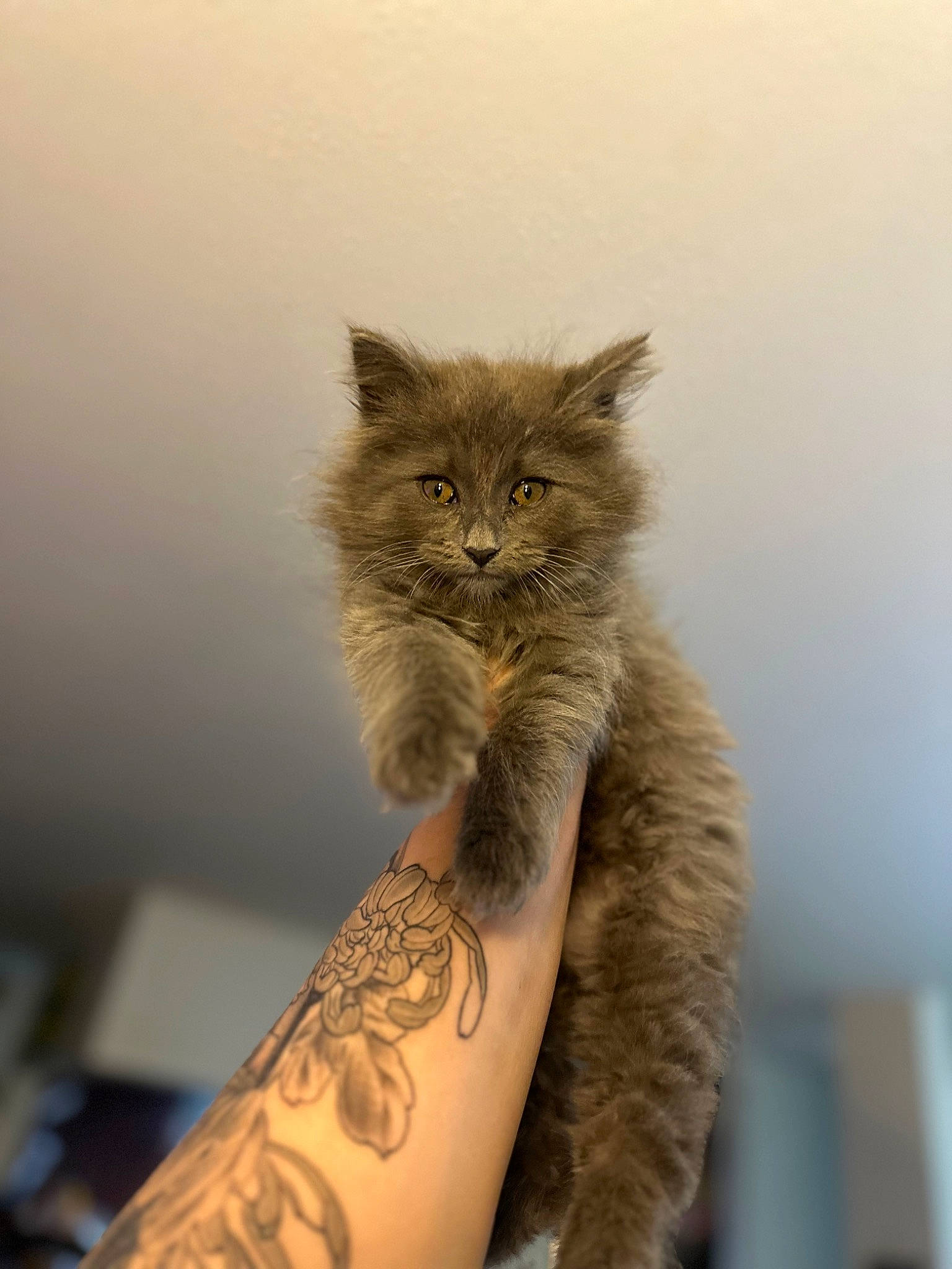 Ember is registered to the contest to win money with this photo: british_longhair, carnivore, cat, claw, elbow, fawn, felidae, flesh, fur, human_leg, pattern, sleeve, small_to_medium_sized_cats, street_light, tail, tattoo, temporary_tattoo, tree, whiskers, wrist