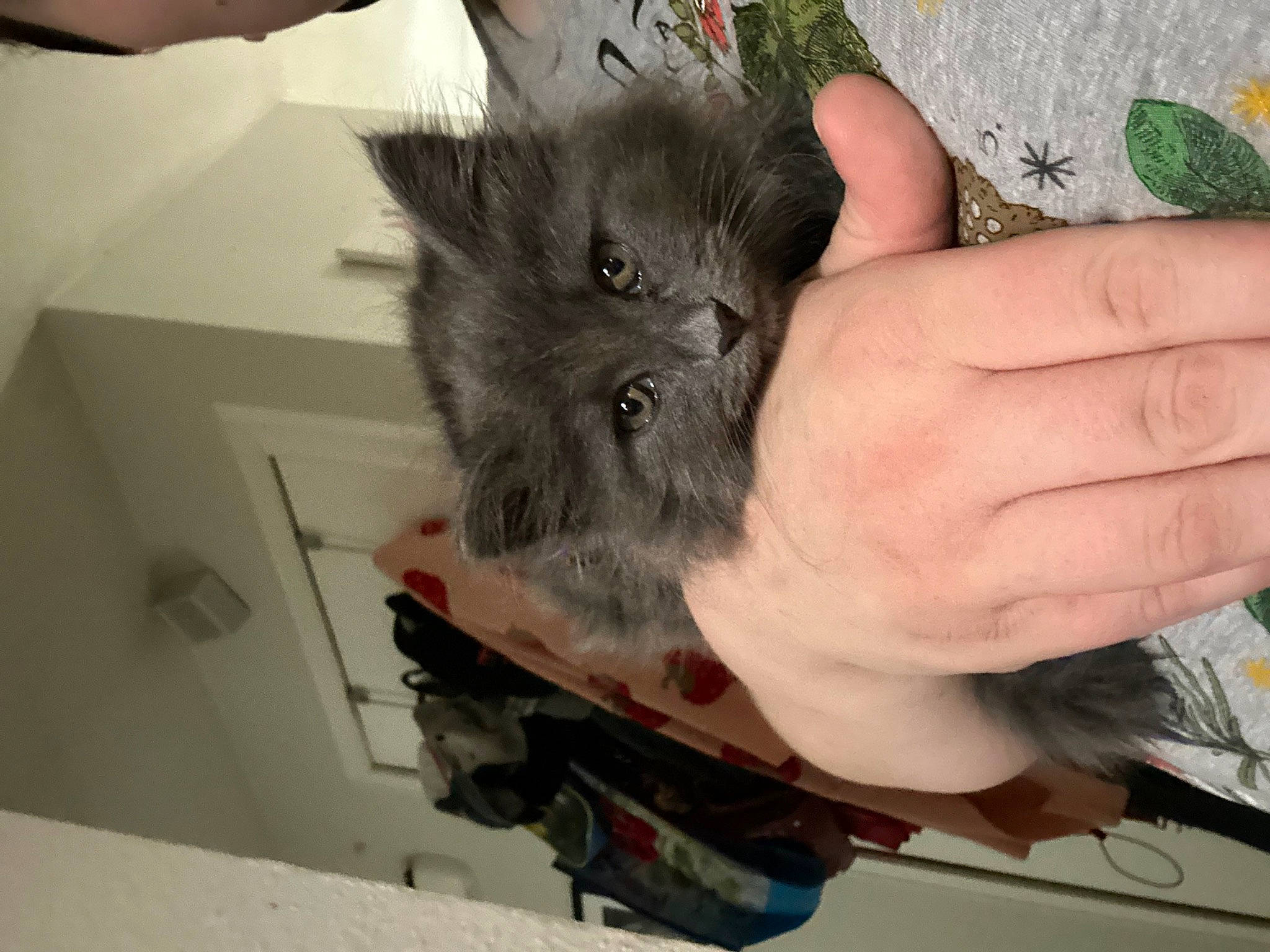 Ember is registered to the contest to win money with this photo: black_cat, canidae, carnivore, cat, claw, dog_breed, domestic_short_haired_cat, ear, fawn, felidae, finger, fur, gesture, nail, paw, small_to_medium_sized_cats, snout, tail, thumb, whiskers