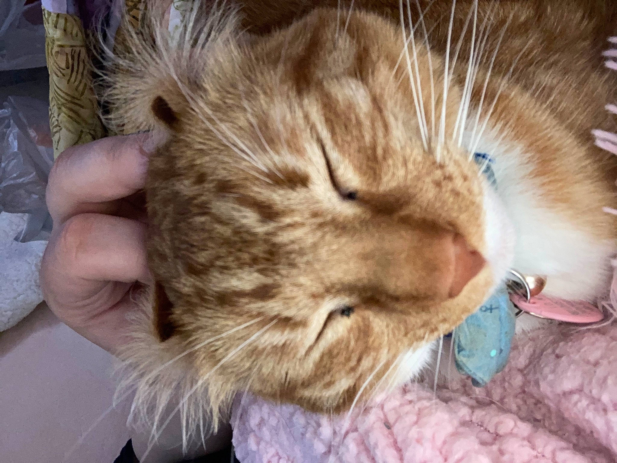 Jojo joined the competition — help win amazing prizes! carnivore, cat, claw, comfort, domestic_short_haired_cat, ear, fawn, felidae, fur, nap, paw, sleep, small_to_medium_sized_cats, tail, whiskers