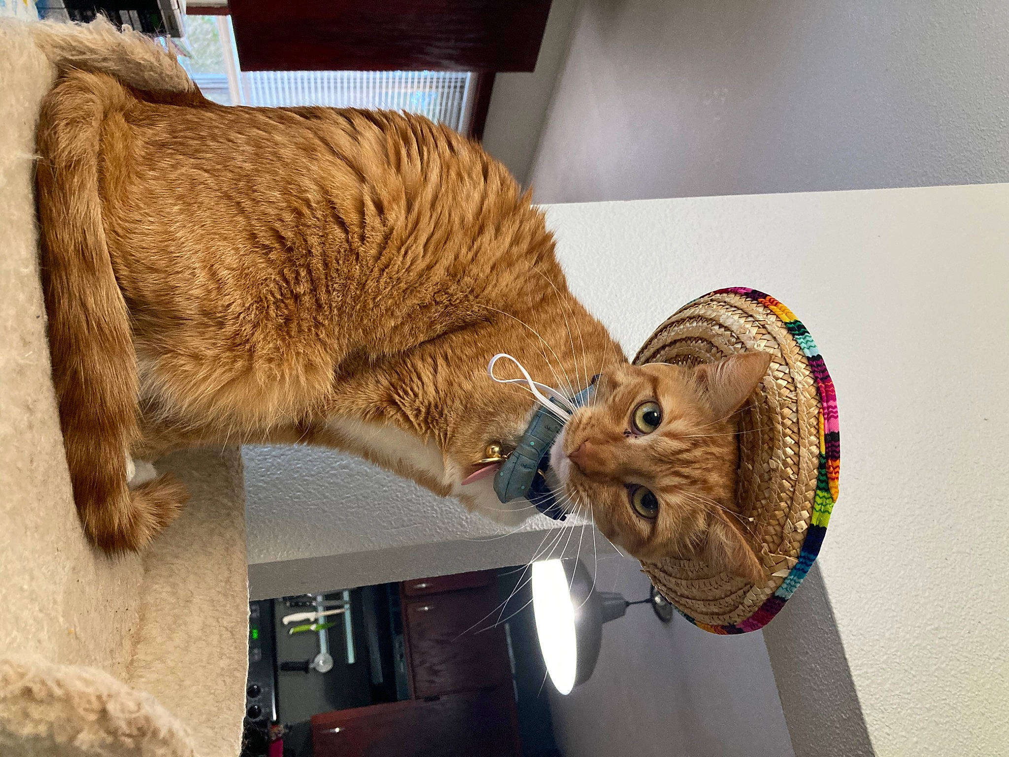 Jojo joined the competition — help win amazing prizes! art, artifact, brown_bear, carving, chainsaw_carving, domestic_short_haired_cat, felidae, fur, hat, sculpture, small_to_medium_sized_cats, tail, terrestrial_animal, tourist_attraction, vehicle, visual_arts, whiskers, wood