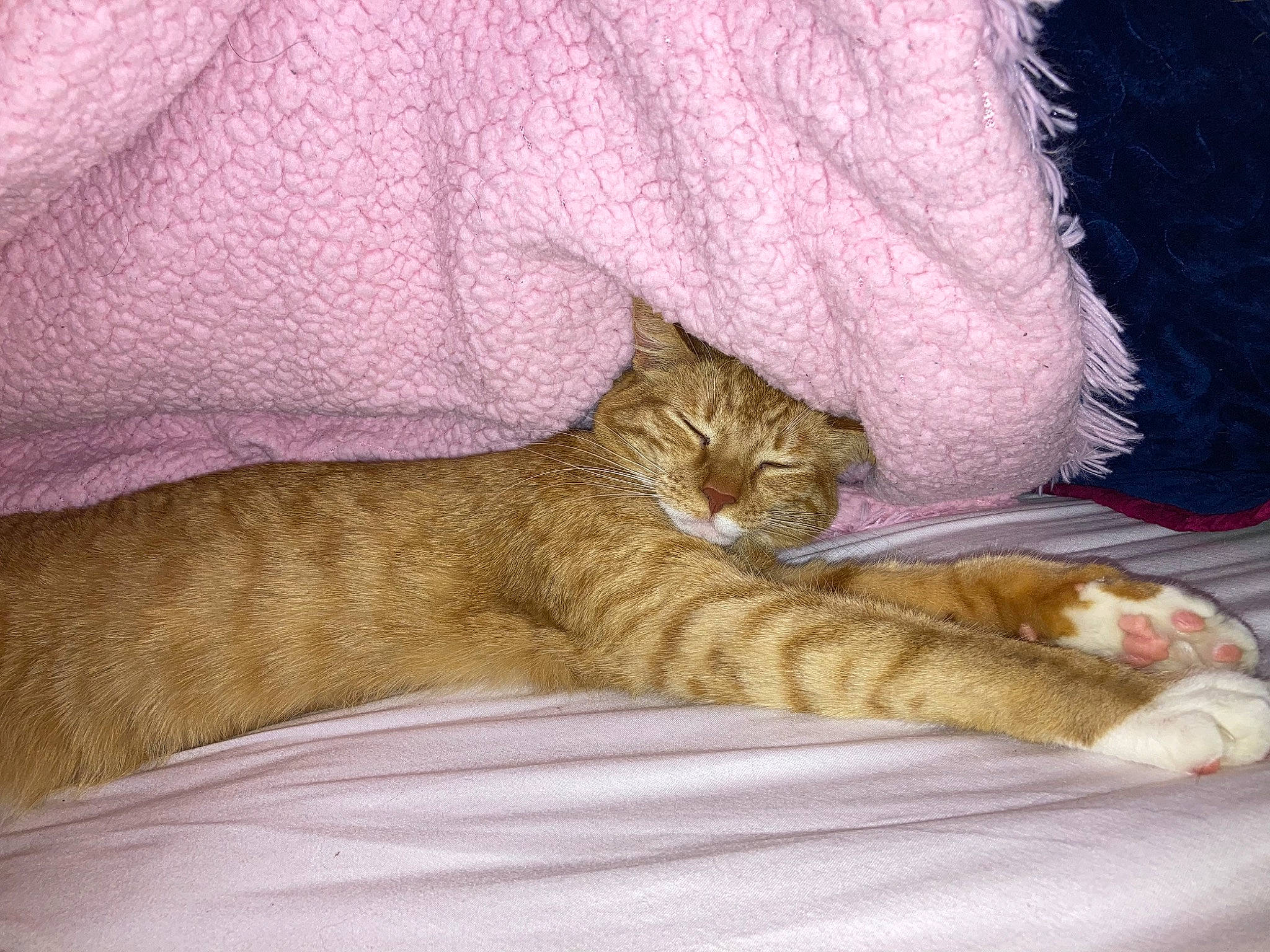 Jojo joined the competition — help win amazing prizes! bed, bedding, carnivore, cat, cat_supply, claw, comfort, domestic_short_haired_cat, fawn, felidae, fur, linens, nap, paw, sleep, small_to_medium_sized_cats, snout, tail, terrestrial_animal, whiskers