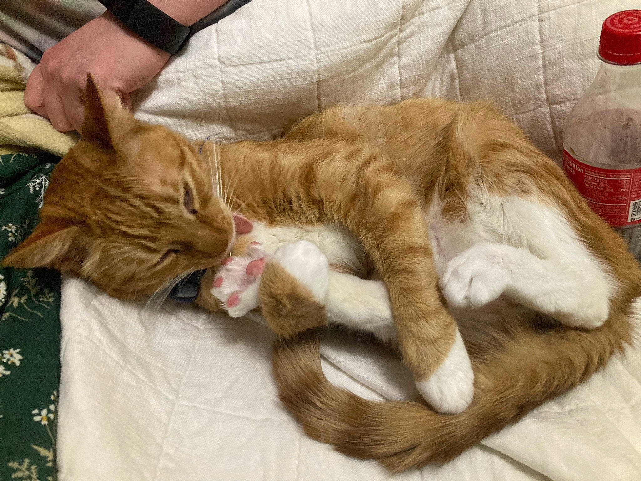 Jojo joined the competition — help win amazing prizes! carnivore, cat, claw, comfort, domestic_short_haired_cat, fawn, felidae, fur, gesture, human_leg, linens, nail, nap, paw, sleep, small_to_medium_sized_cats, snout, tail, vertebrate, whiskers