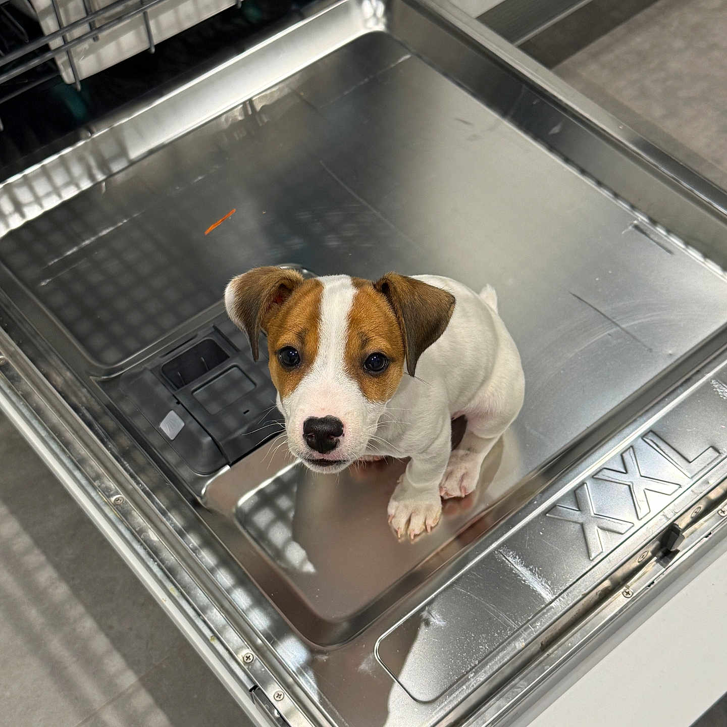 Dolce a rejoint le concours — aidez-le/la à gagner de superbes lots ! puppy, dog, canine, brown_and_white, sitting, looking_up, portrait, face, eyes, floppy_ears, white_fur, brown_fur, kennel, metal_tray, indoor, shelter, reflections, floor, cute, photography