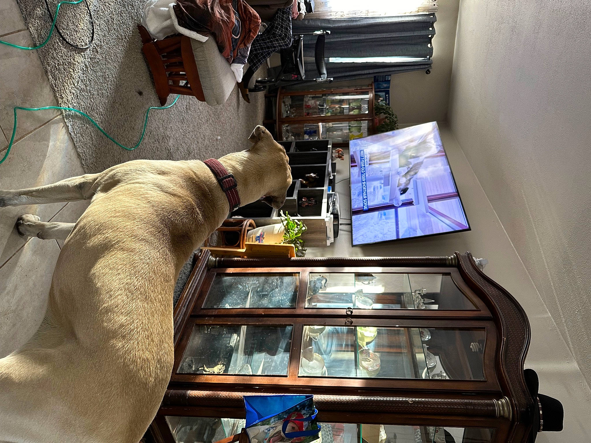 Phoebe joined the competition — help win amazing prizes! art, building, electrical_supply, electrical_wiring, electronics, engineering, glass, machine, metal, room, shelving, table, wire, wood, wrist