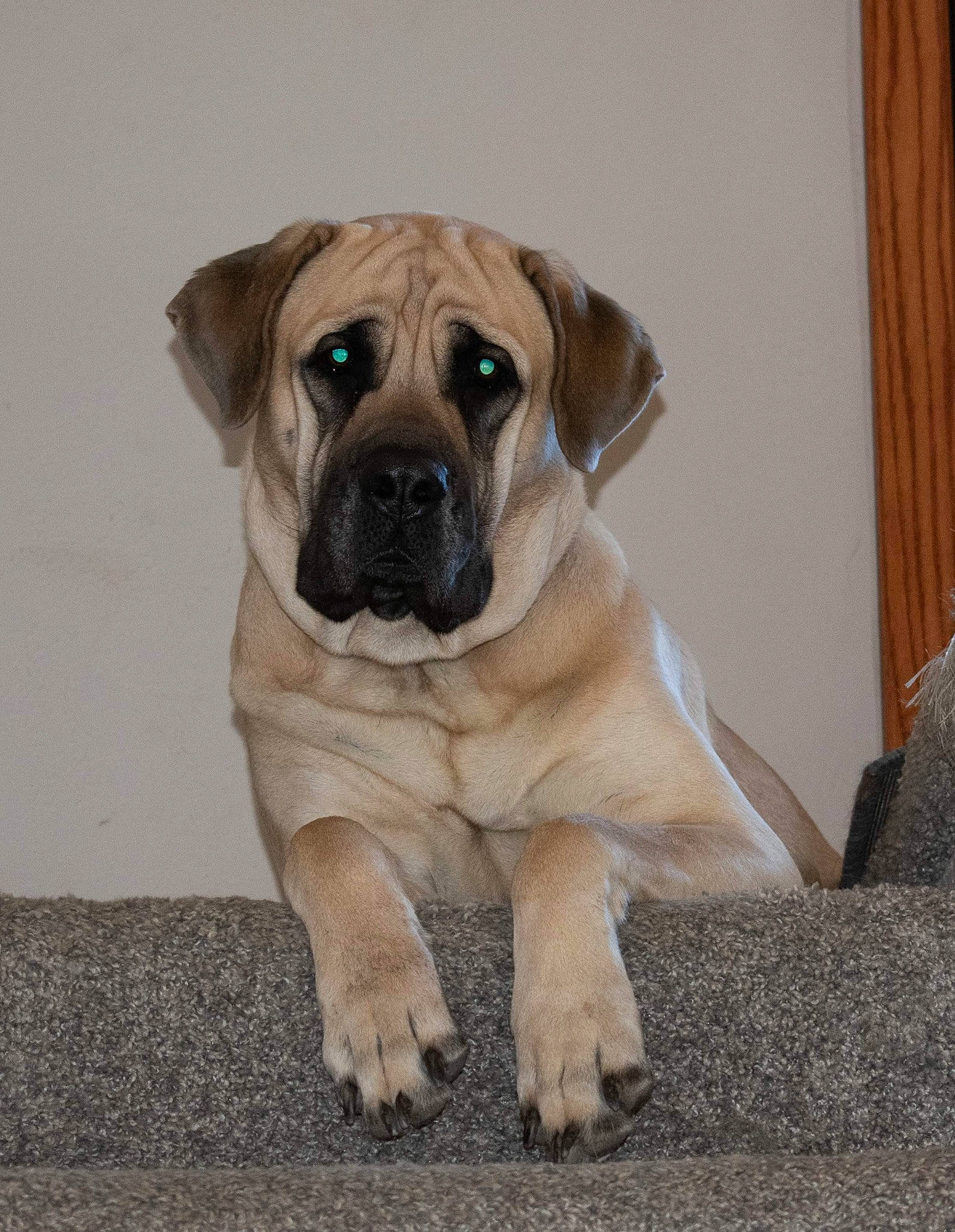 Phoebe is registered to the contest to win money with this photo: ancient_dog_breeds, biting, canidae, carnivore, companion_dog, dog, dog_breed, fawn, non_sporting_group, paw, snout, sporting_group, terrestrial_animal, whiskers, working_animal, working_dog, wrinkle