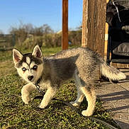 Saiko participe au concours pour gagner de l'argent avec cette photo : animal, blue_eyes, canine, daylight, dog, fence, fur, grass, husky, leash, nature, outdoor, pet, playful, puppy, shadow, stroller, sunlight, wooden_post, young_dog