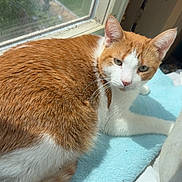 Rambo is registered to the contest to win money with this photo: cat, orange_cat, white_cat, pet, feline, indoor, window, sunlight, blanket, resting, fur, whiskers, animal, cute, cozy, looking, relaxed, soft_texture, home, daylight