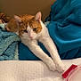 Rambo joined the competition — help win amazing prizes! cat, orange_cat, white_cat, stretching, bed, blanket, blue_blanket, cozy, indoor, pet, feline, resting, curious, animal, fur, whiskers, ears, paws, mammal, relaxed