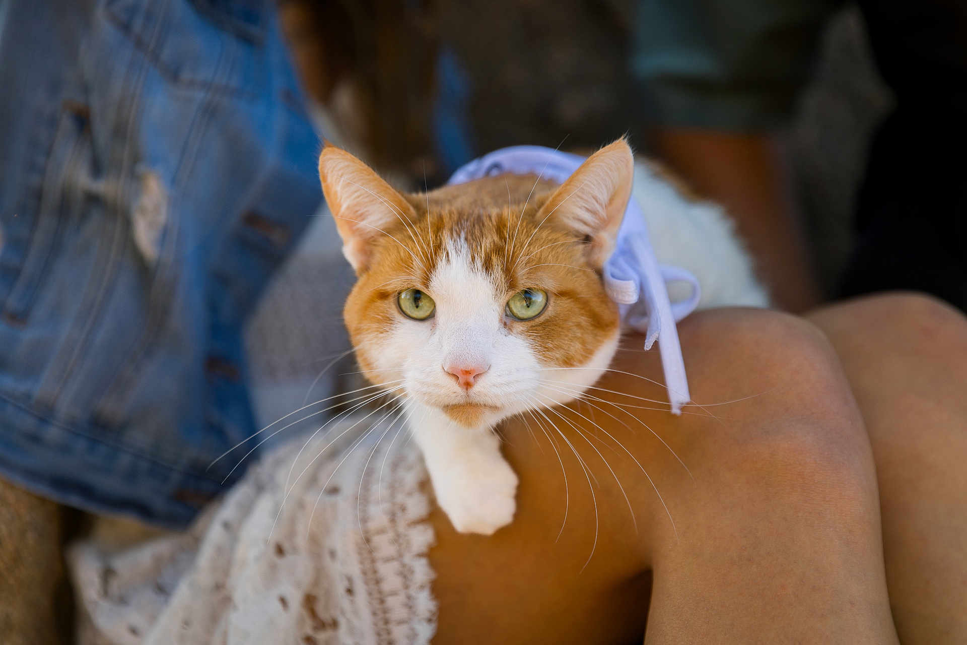 Rambo is registered to the contest to win money with this photo: cat, orange_cat, white_cat, pet, animal, whiskers, green_eyes, ribbon, lap, human_leg, close_up, portrait, domestic_cat, feline, fur, cute, pet_accessory, sitting, relaxed, soft_focus