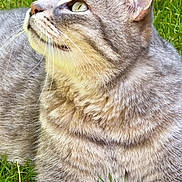 Maybe a rejoint le concours — aidez-le/la à gagner de superbes lots ! cat, gray_tabby, feline, grass, outdoor, animal, pet, whiskers, fur, closeup, nature, relaxed, curious, greenery, mammal, domestic_animal, portrait, daylight, eyes, paws
