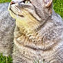 cat, gray_tabby, feline, grass, outdoor, animal, pet, whiskers, fur, closeup, nature, relaxed, curious, greenery, mammal, domestic_animal, portrait, daylight, eyes, paws