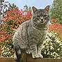Maybe a rejoint le concours — aidez-le/la à gagner de superbes lots ! cat, gray_tabby, fence, wood, outdoor, flowering_bushes, red_flowers, white_flowers, green_leaves, sky, nature, animal, pet, sitting, tail, whiskers, ears, fur, closeup, daytime