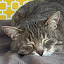 Maybe participe au concours pour gagner de l'argent avec cette photo : cat, sleeping, gray_tabby, blanket, cozy, fur, whiskers, ears, nose, closed_eyes, indoor, patterned_wall, yellow_background, resting, pet, soft_texture, animal, cute, calm, relaxation