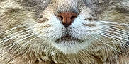 Maybe participe au concours pour gagner de l'argent avec cette photo : cat, tabby, close_up, face, green_eyes, fur, whiskers, nose, ears, outdoor, grass, pet, animal, feline, portrait, mammal, cute, nature, wildlife, soft