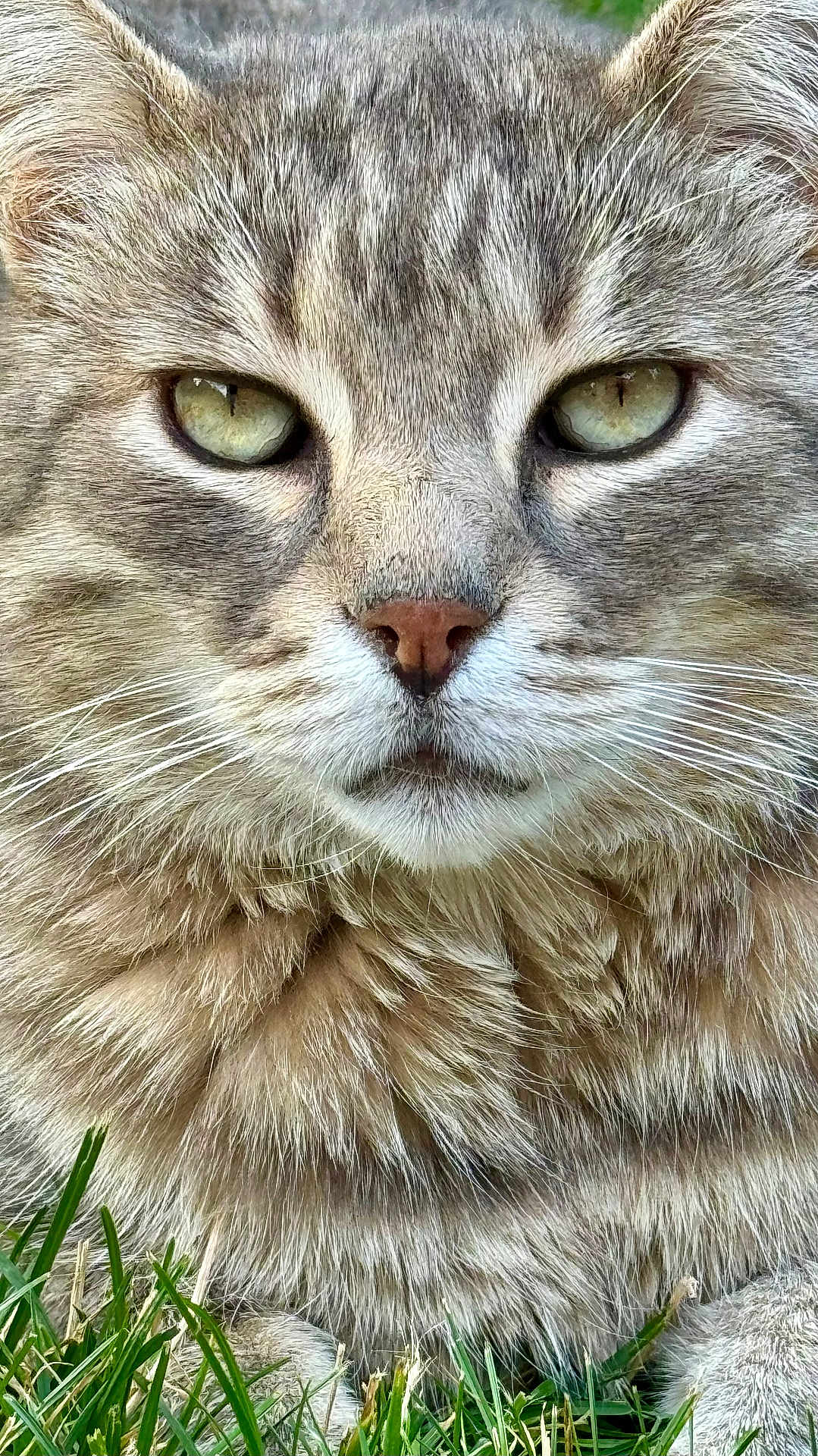 Maybe participe au concours pour gagner de l'argent avec cette photo : cat, tabby, close_up, face, green_eyes, fur, whiskers, nose, ears, outdoor, grass, pet, animal, feline, portrait, mammal, cute, nature, wildlife, soft