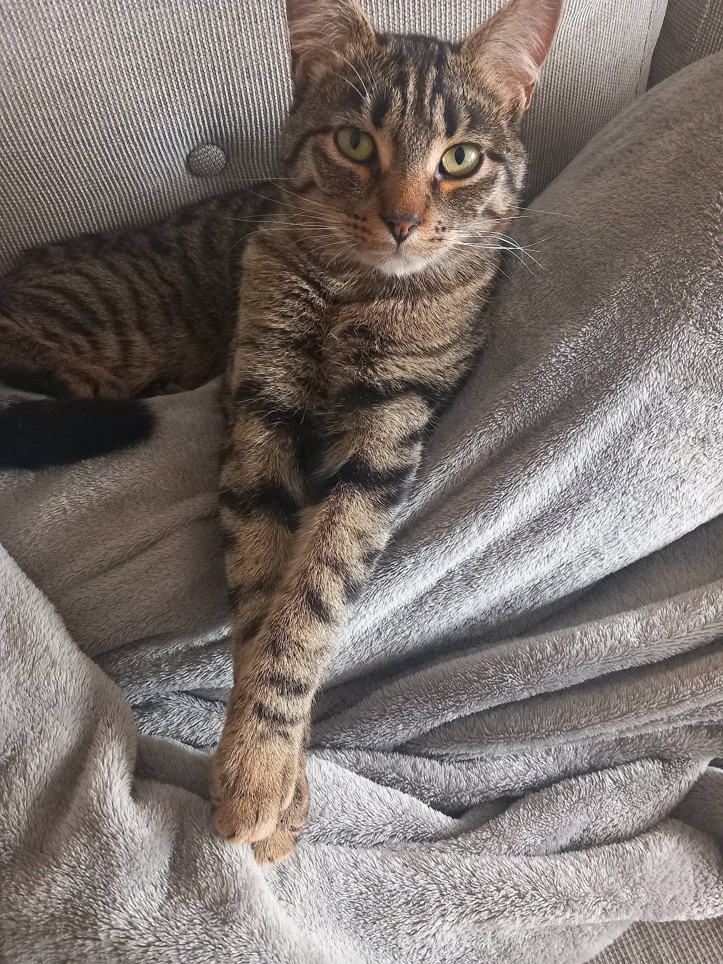 abyssinian, animal, armchair, blanket, cat, chair, couch, cushion, furniture, homedecor, kitten, linen, manx, person, pet, quilt, sleeping