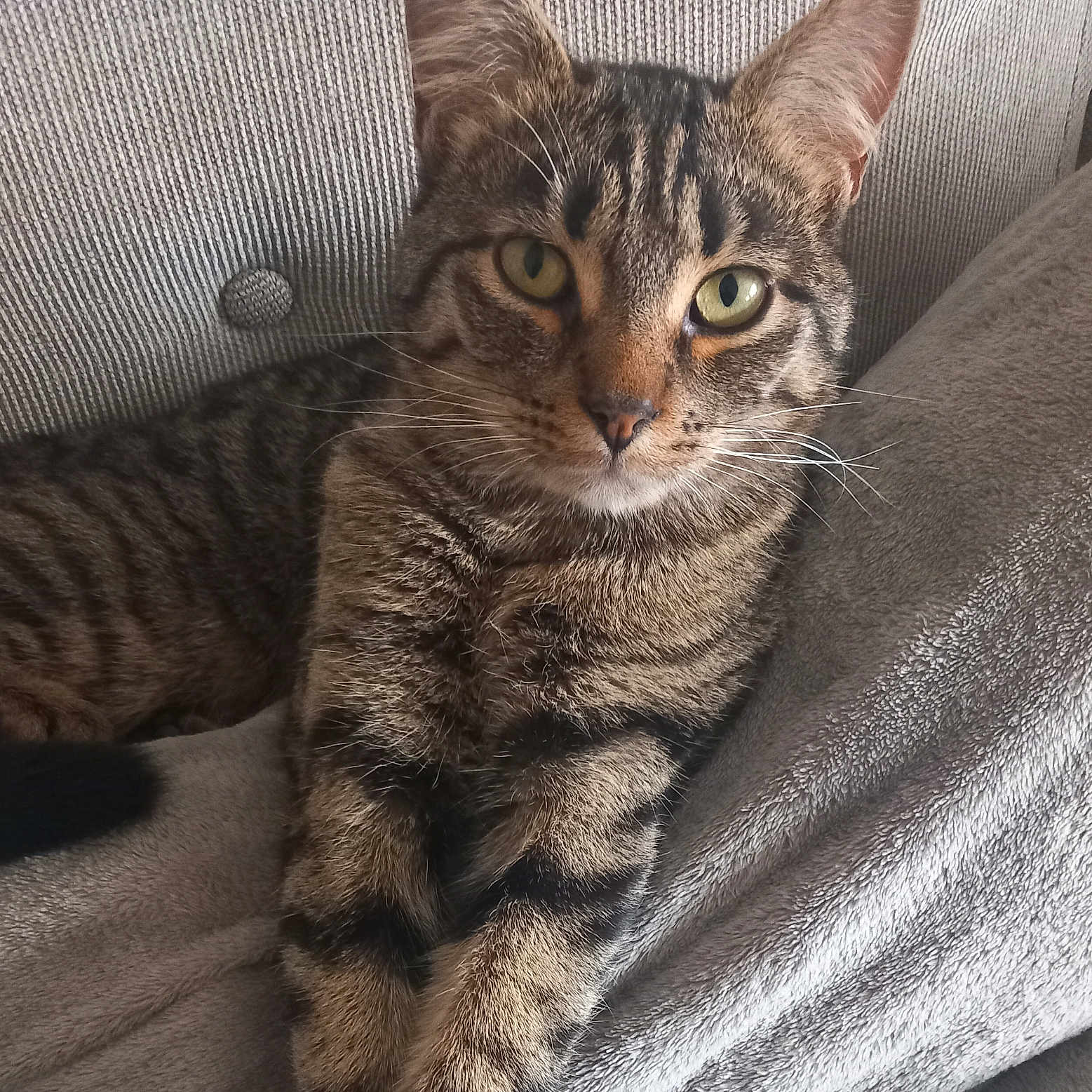 Cat a rejoint le concours — aidez-le/la à gagner de superbes lots ! abyssinian, animal, armchair, blanket, cat, chair, couch, cushion, furniture, homedecor, kitten, linen, manx, person, pet, sleeping