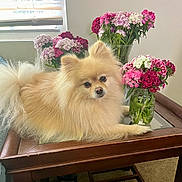 animal, canine, carnation, dahlia, daisy, dog, eskimodog, flower, flowerarrangement, flowerbouquet, furniture, geranium, ikebana, indoors, pet, petal, plant, pottedplant, puppy, table