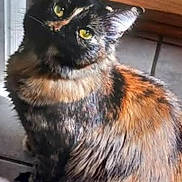 Stormy is registered to the contest to win money with this photo: animal, cabinet, cat, close_up, curious, cute, domestic, feline, floor, fur, indoor, looking_up, mammal, pet, sitting, tile, tilted_head, tortoiseshell, whiskers, yellow_eyes