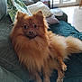 animal, brown, companion, couch, cozy, cute, dog, fluffy, fur, furniture, home, indoor, living_room, natural_light, pet, pillow, pomeranian, relaxed, sitting, window