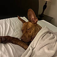 Teddie is registered to the contest to win money with this photo: bed, blanket, brown_dog, canine, comfort, cozy, dog, domestic_animal, ear, fur, furniture, household, indoor, lamp, nap, pet, pillow, relaxed, resting, sleepy