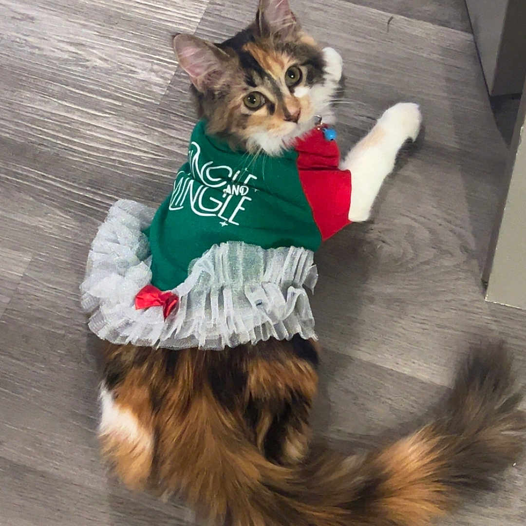 Chattahoochee joined the competition — help win amazing prizes! abyssinian, accessories, animal, bandana, canine, cat, clothing, costume, dog, footwear, hardwood, headband, husky, kitten, manx, person, pet, shoe, strap, wood