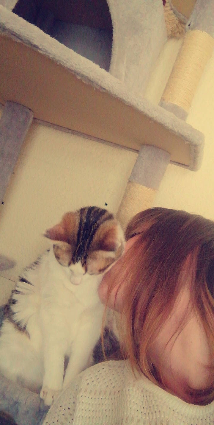 Whisky participe au concours pour gagner de l'argent avec cette photo : beard, bed, carnivore, cat, claw, comfort, domestic_short_haired_cat, fawn, felidae, fur, happy, human_leg, long_hair, paw, room, shipping_box, small_to_medium_sized_cats, tail, whiskers, wood