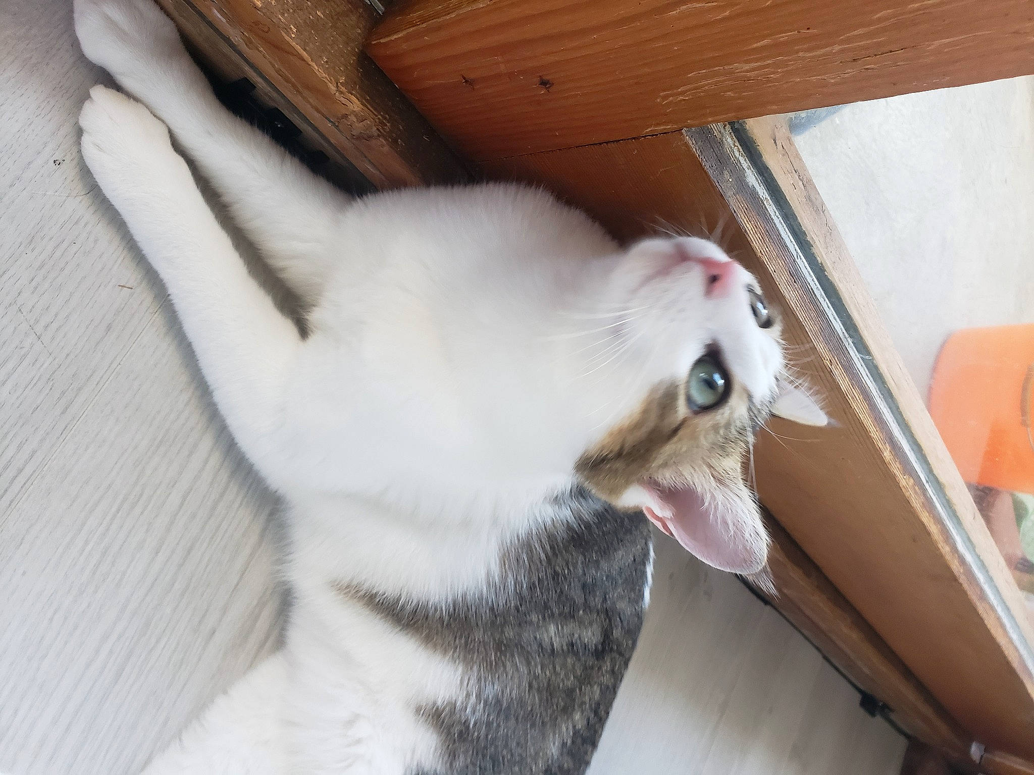 Whisky participe au concours pour gagner de l'argent avec cette photo : carnivore, cat, collar, comfort, dog_breed, domestic_short_haired_cat, eye, fang, fawn, felidae, fur, head, jaw, paw, small_to_medium_sized_cats, snout, tail, whiskers, wood, yawn