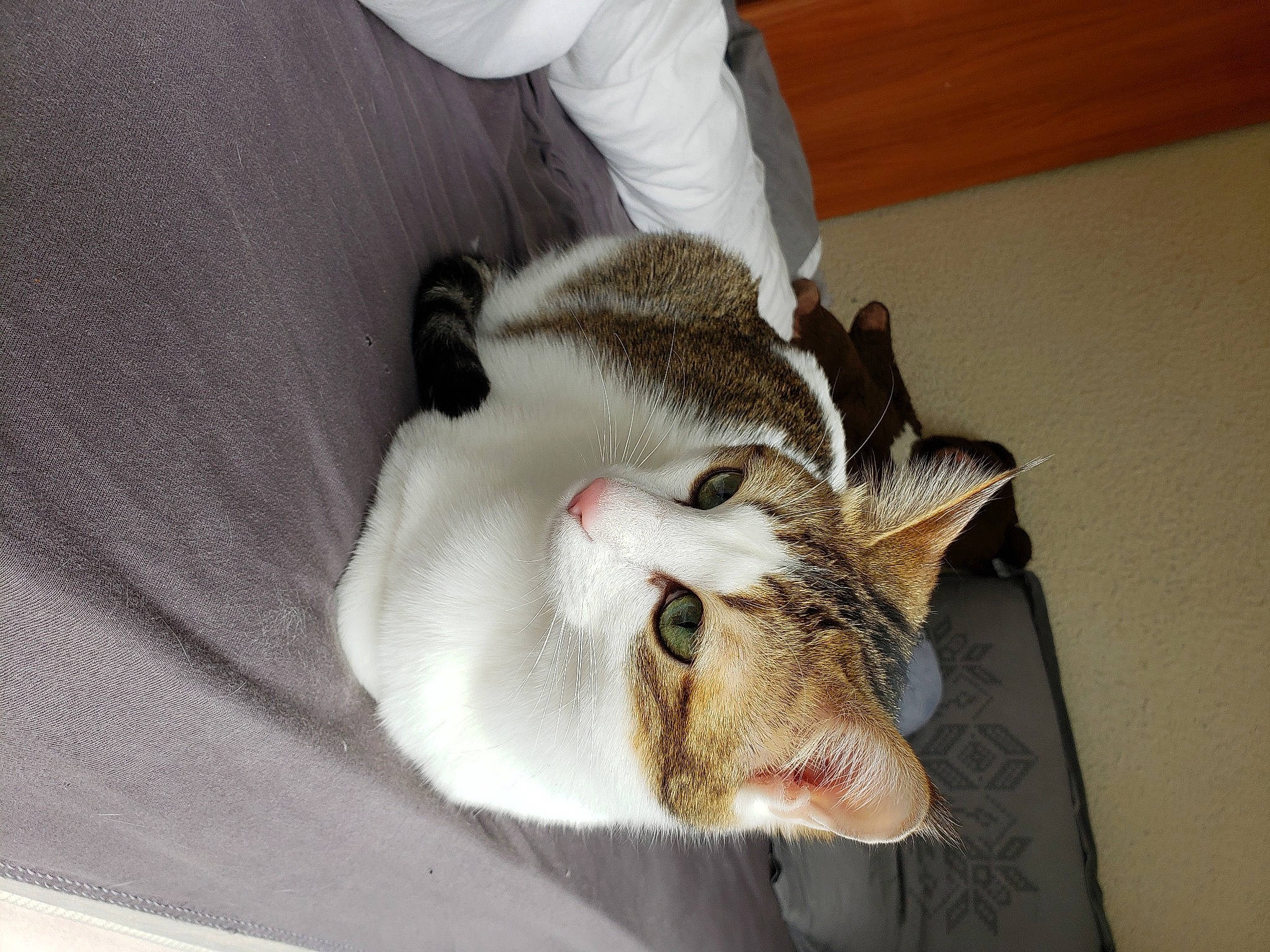 Whisky participe au concours pour gagner de l'argent avec cette photo : carnivore, cat, cat_supply, comfort, domestic_short_haired_cat, fang, felidae, fur, jaw, paw, small_to_medium_sized_cats, snout, tail, whiskers