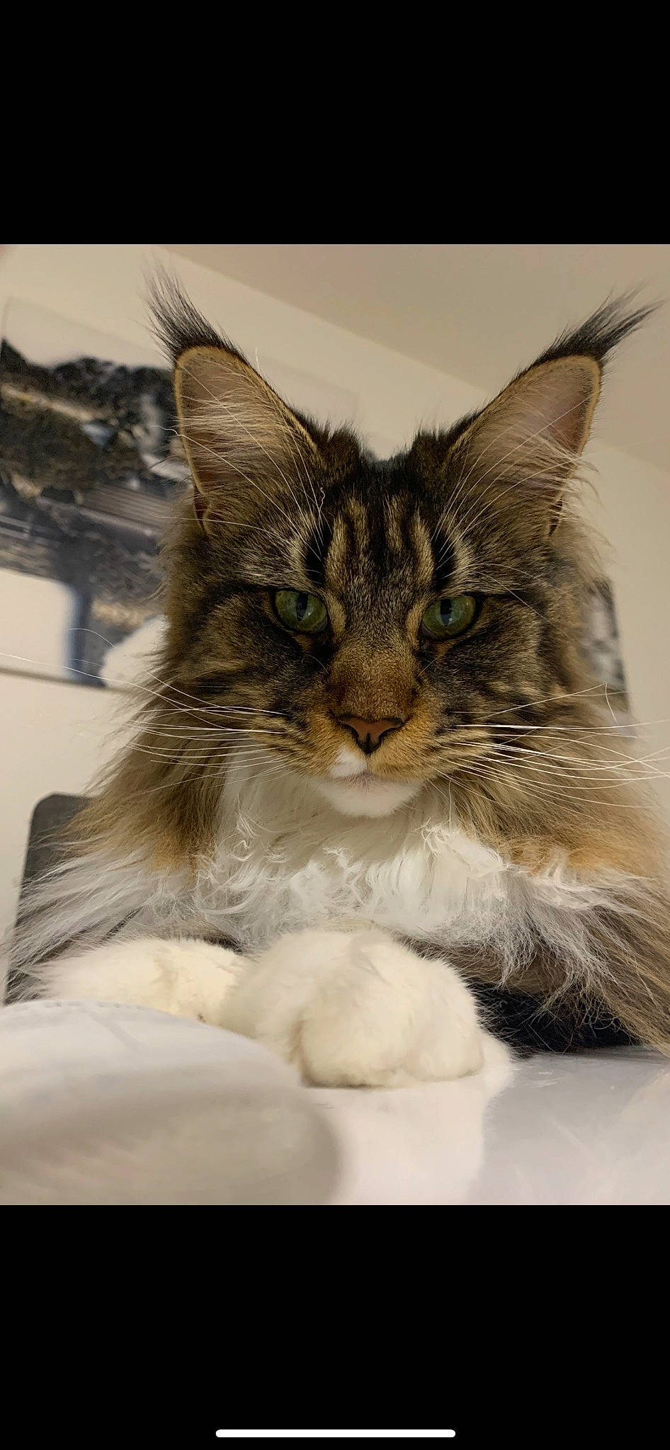 Rolex participe au concours pour gagner de l'argent avec cette photo : carnivore, cat, claw, comfort, domestic_short_haired_cat, felidae, fur, paw, sitting, small_to_medium_sized_cats, snout, stock_photography, terrestrial_animal, whiskers, wildlife