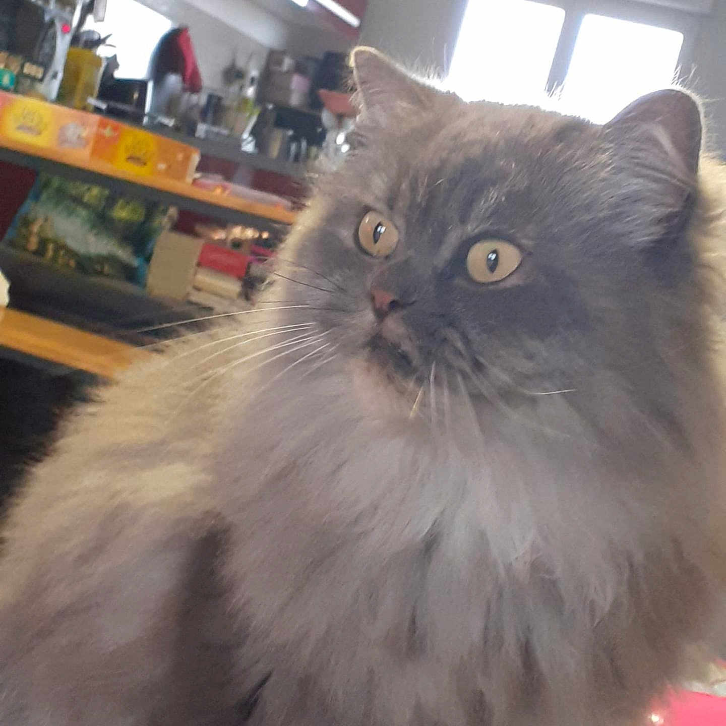 Lutcho participe au concours pour gagner de l'argent avec cette photo : cat, gray_cat, fluffy, long_hair, fur, whiskers, golden_eyes, pet, animal, close_up, portrait, indoor, kitchen, home, shelves, window, bright_light, curious, sitting, photography