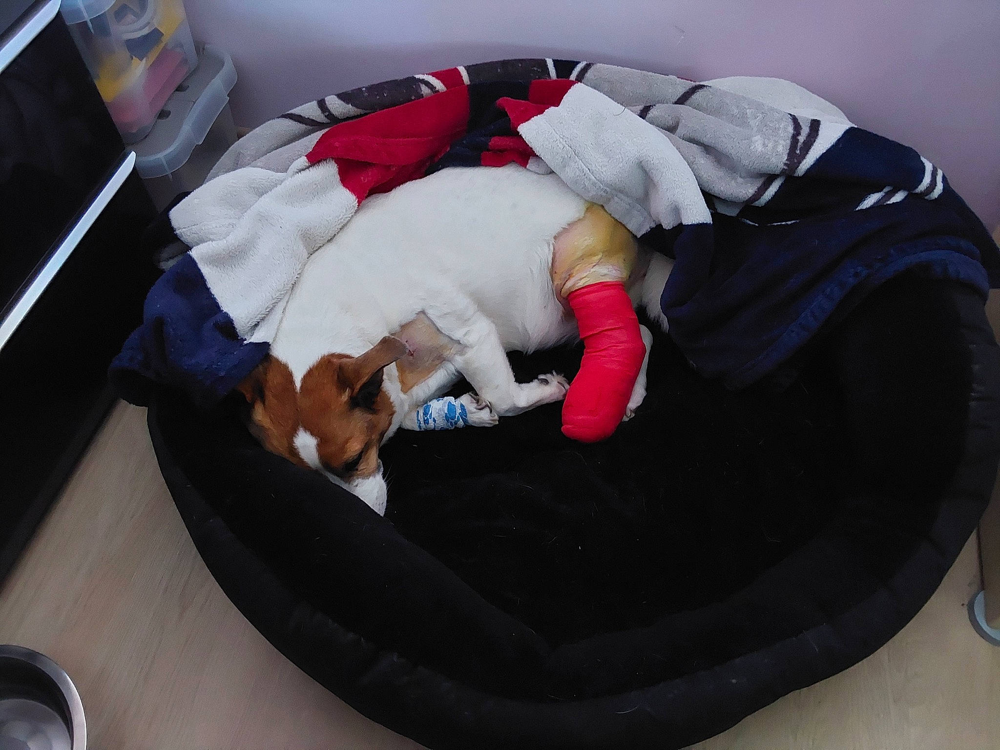 Betty a rejoint le concours — aidez-le/la à gagner de superbes lots ! bag, bean_bag, bed, bedding, blanket, carmine, carnivore, cat, comfort, companion_dog, dog_supply, felidae, fur, linens, nap, room, sleep, small_to_medium_sized_cats, sporting_group