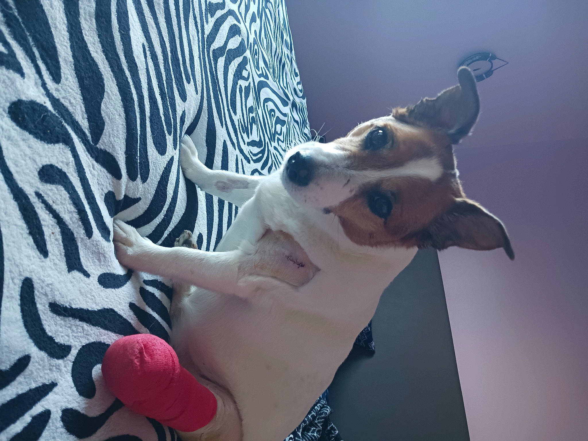 Betty a rejoint le concours — aidez-le/la à gagner de superbes lots ! canidae, carmine, carnivore, companion_dog, dog, dog_breed, dog_collar, ear, eyewear, fawn, foot, fur, gesture, guard_dog, paw, snout, sporting_group, tail, whiskers, working_animal