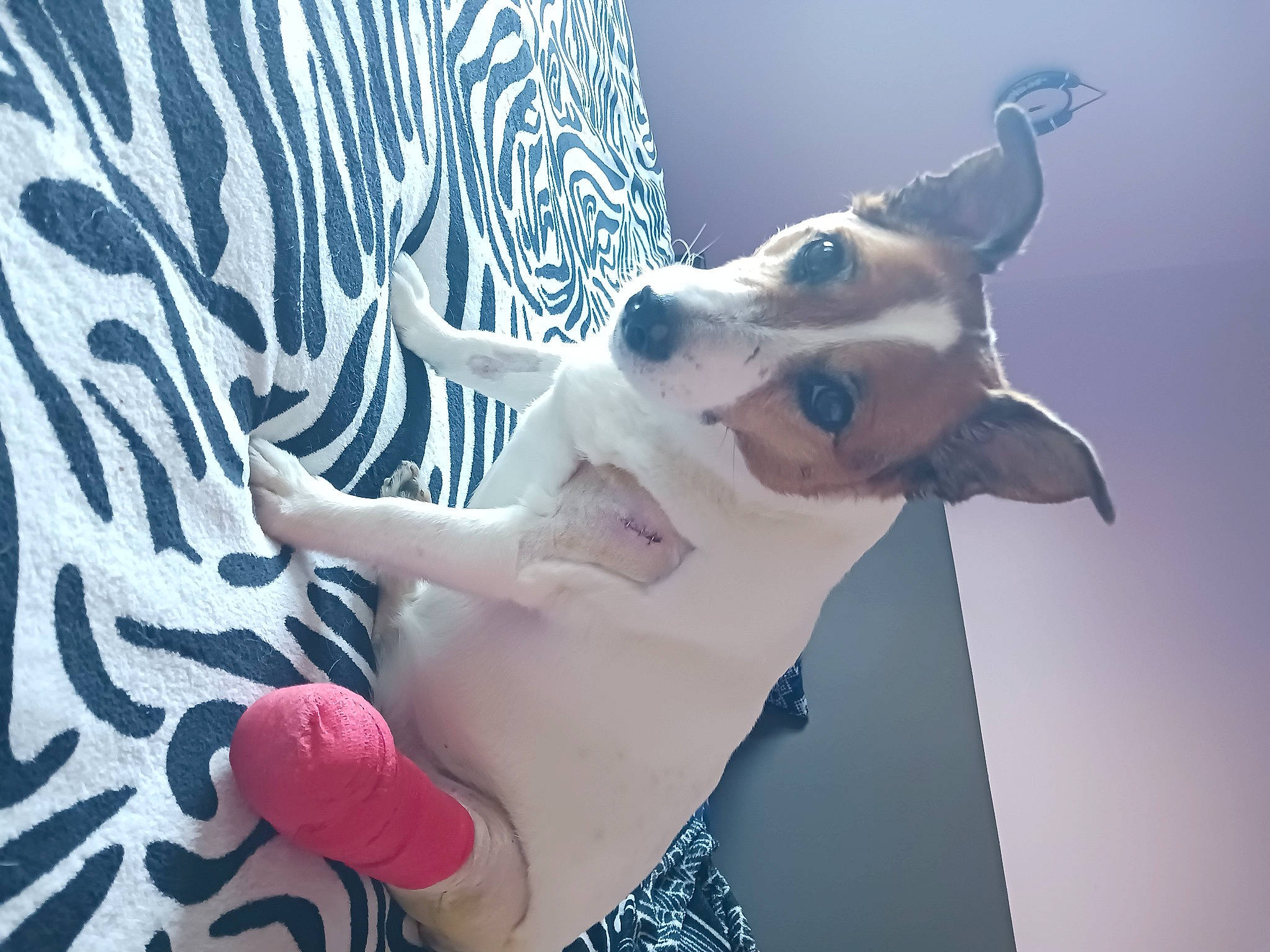 Betty a rejoint le concours — aidez-le/la à gagner de superbes lots ! canidae, carnivore, collar, companion_dog, dog, dog_breed, dog_collar, dog_supply, eyewear, fawn, foot, fur, gesture, happy, pattern, paw, snout, toy_dog, whiskers, working_animal