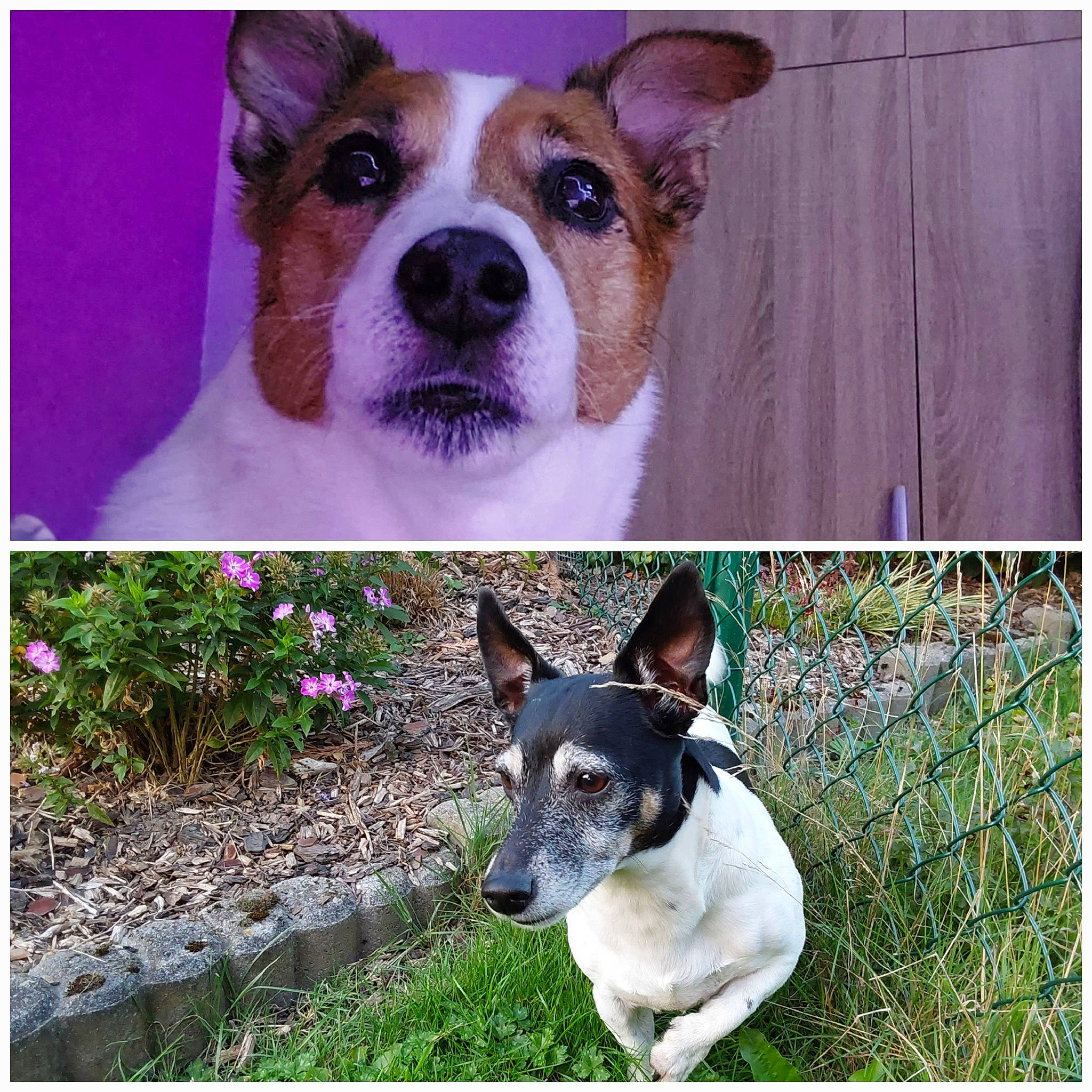 Sissi a rejoint le concours — aidez-le/la à gagner de superbes lots ! art, canidae, carnivore, collar, companion_dog, dog, dog_breed, dog_collar, fawn, fur, green, pet_supply, photograph, plant, rectangle, snout, sporting_group, terrestrial_animal, whiskers, working_animal