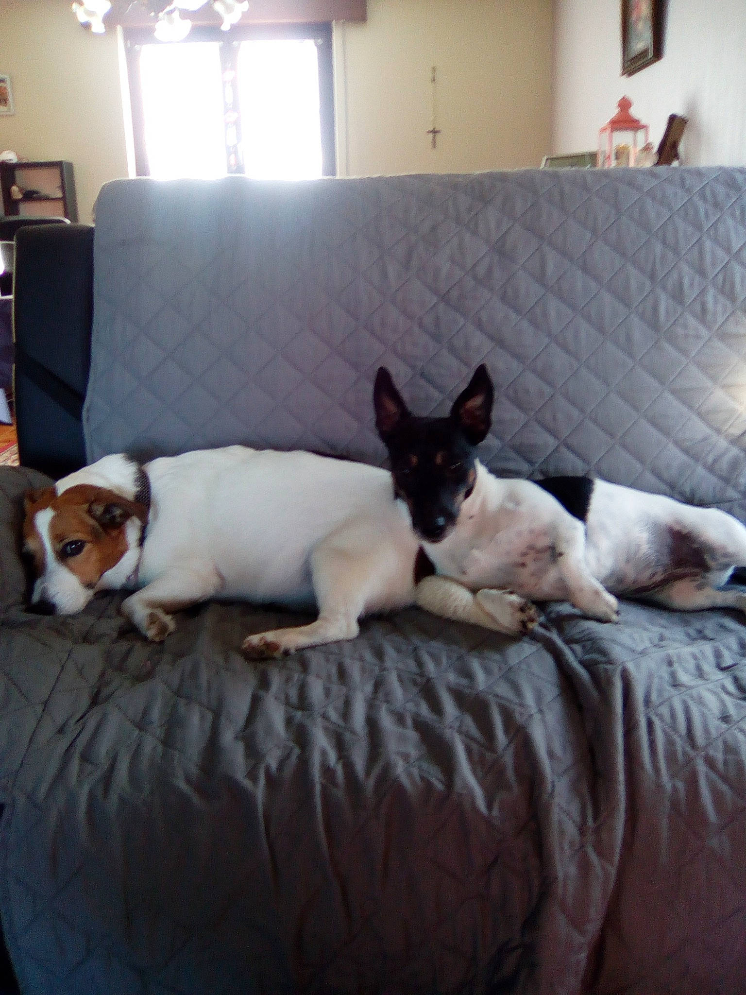 Sissi a rejoint le concours — aidez-le/la à gagner de superbes lots ! carnivore, comfort, companion_dog, couch, dog, dog_breed, dog_supply, fawn, felidae, flooring, furniture, hardwood, lamp, linens, picture_frame, snout, tail, window, window_blind, working_animal