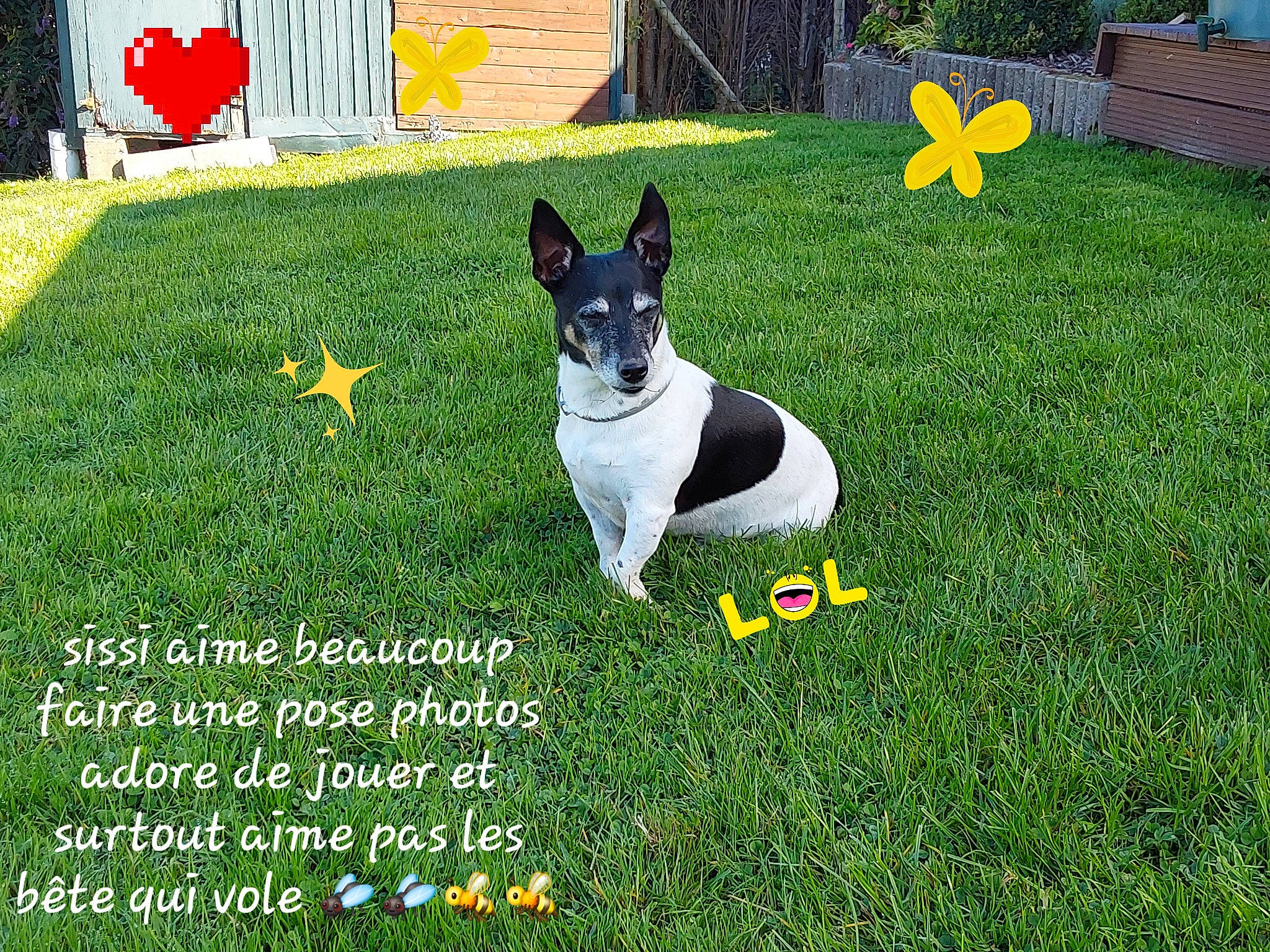 Sissi participe au concours pour gagner de l'argent avec cette photo : artificial_turf, canidae, carnivore, companion_dog, dog, dog_breed, dog_supply, flooring, grass, grassland, happy, lawn, leisure, people_in_nature, photo_caption, plant, sporting_group, tree, window, yard