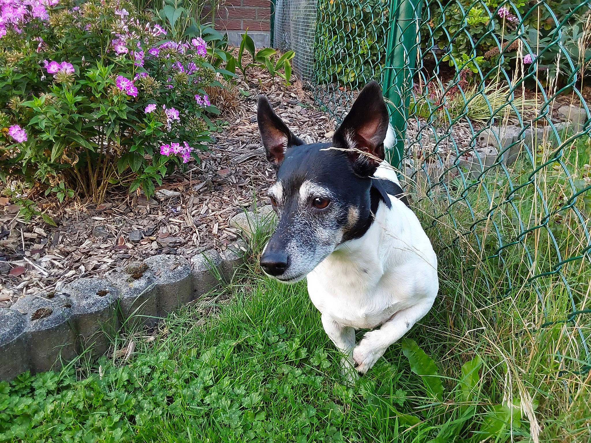 Sissi a rejoint le concours — aidez-le/la à gagner de superbes lots ! annual_plant, canidae, carnivore, collar, companion_dog, dog, dog_breed, dog_collar, fawn, fence, flower, grass, groundcover, mesh, plant, sporting_group, tail, terrier, whiskers, working_animal