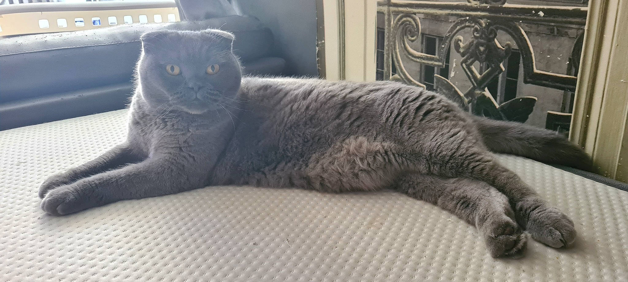 Obiwan a rejoint le concours — aidez-le/la à gagner de superbes lots ! carnivore, cat, claw, comfort, domestic_short_haired_cat, felidae, fur, grey, nap, paw, small_to_medium_sized_cats, snout, tail, terrestrial_animal, whiskers, window