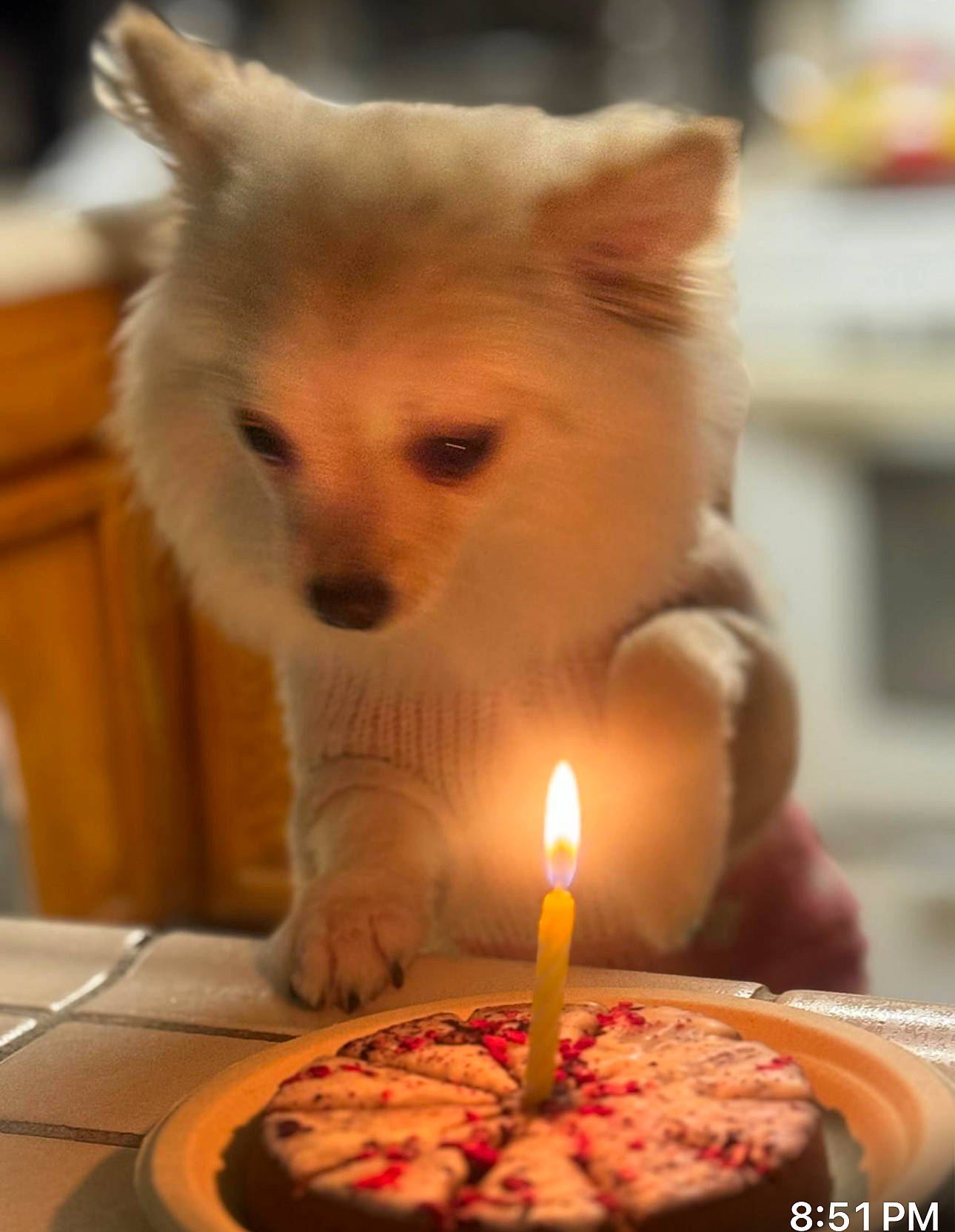Donnatella is registered to the contest to win money with this photo: baked_goods, birthday_cake, birthday_candle, cake_decorating, candle, carnivore, companion_dog, cuisine, dog, dog_breed, fawn, food, german_spitz, ingredient, plate, recipe, spitz, table, tableware, whiskers