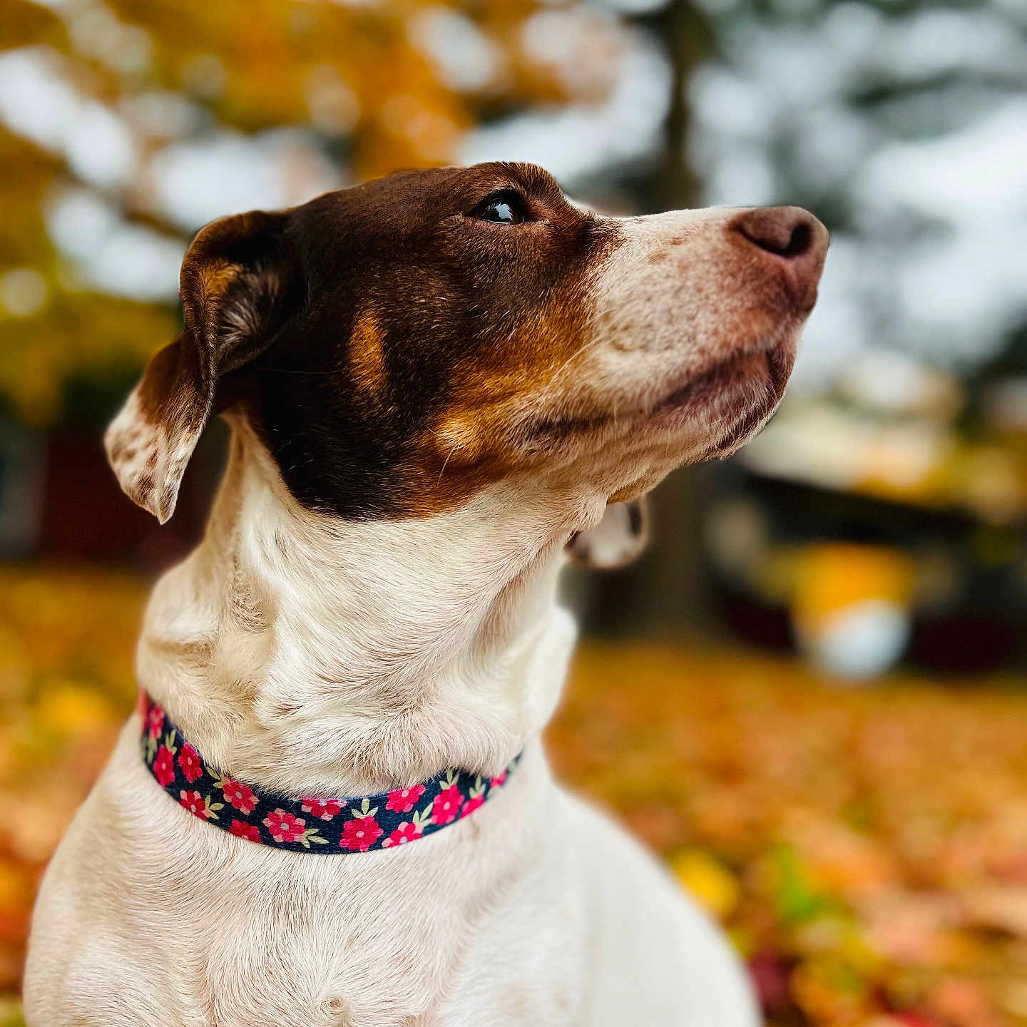 Ruby Doobie Doo is registered to the contest to win money with this photo: animal, autumn, background_blur, brown, canine, close_up, collar, colorful, cute, dog, fall, fur, leaves, nature, outdoor, pet, portrait, season, tree, white