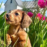 Schatzi is registered to the contest to win money with this photo: animal, background_blur, close_up, cute, dog, flowers, garden, grass, green_leaves, house, nature, outdoor, pet, pink_tulips, playful, puppy, spring, sunlight, tongue_out, young_dog