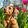 animal, background_blur, close_up, cute, dog, flowers, garden, grass, green_leaves, house, nature, outdoor, pet, pink_tulips, playful, puppy, spring, sunlight, tongue_out, young_dog