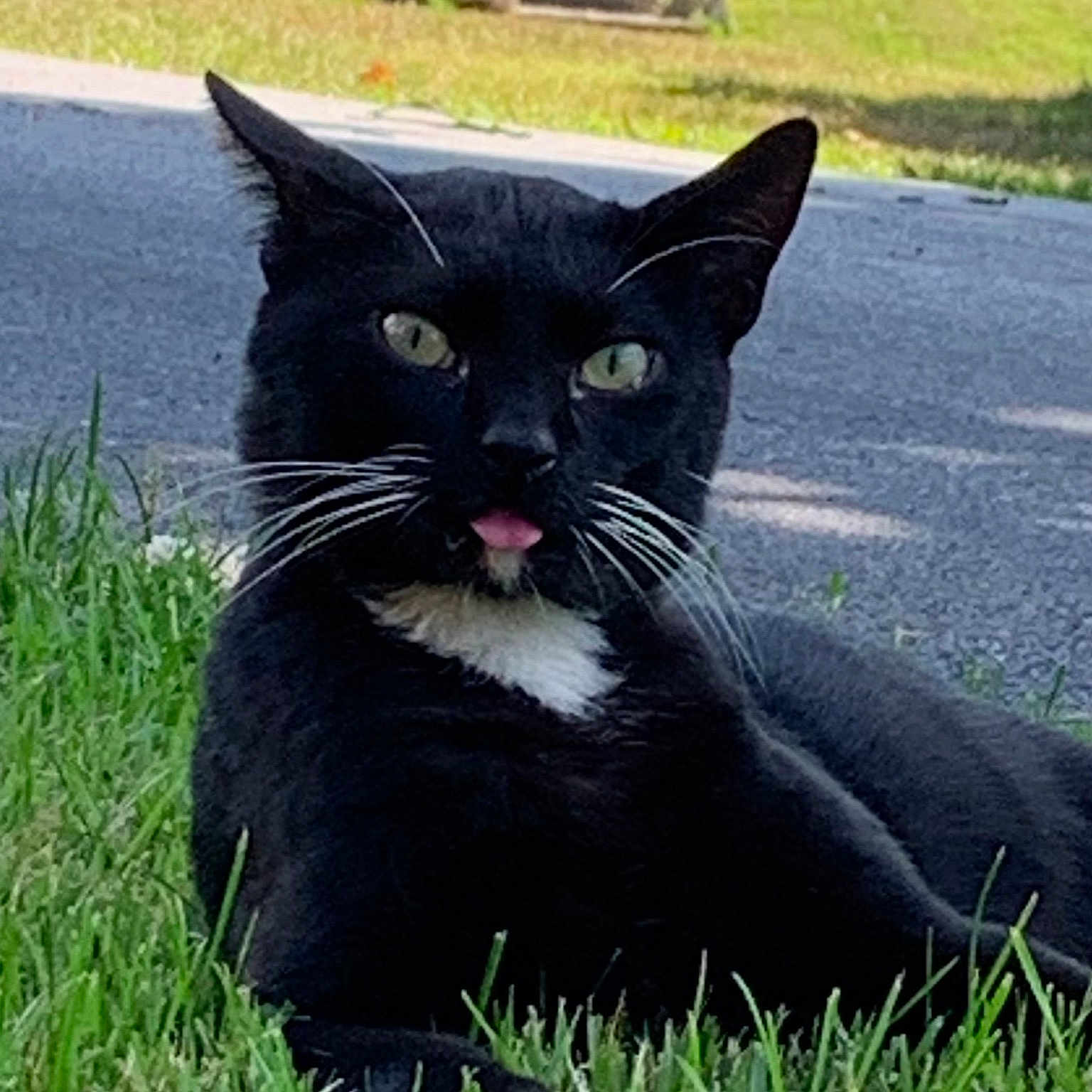 Me Mittens