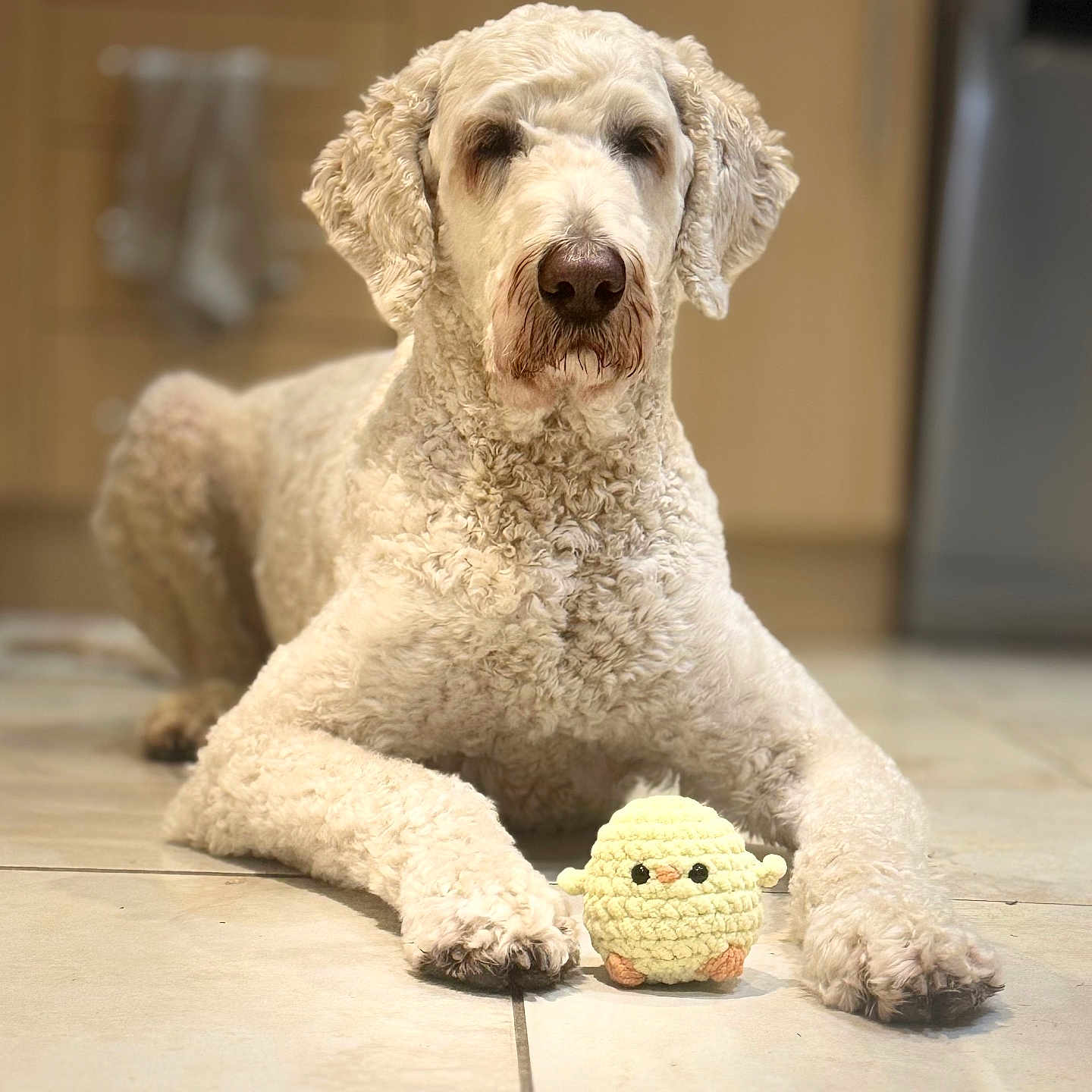 Sunny is registered to the contest to win money with this photo: dog, toy, crocheted_toy, yellow_toy, floor, tile_floor, indoor, kitchen, curly_fur, light_brown, white_dog, pet, animal, lying_down, cute, small_toy, soft_texture, blurred_background, domestic, calm